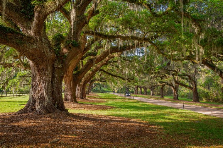 073 Boone Hall Plantation.jpg